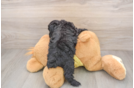 Sweet Mini Aussiedoodle Baby
