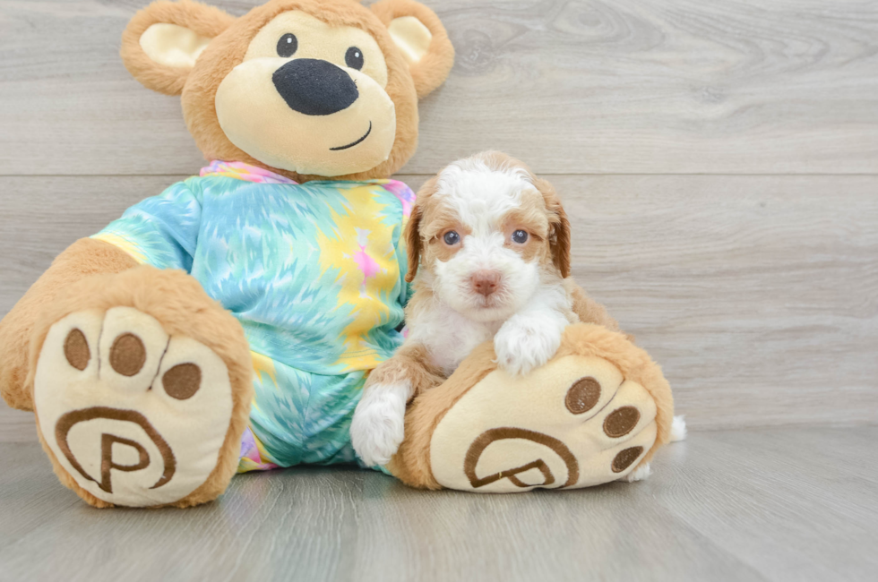 5 week old Mini Aussiedoodle Puppy For Sale - Fairfield Furbabies