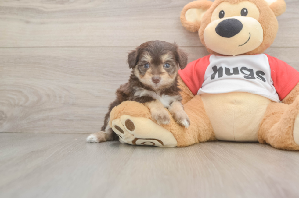 5 week old Mini Aussiedoodle Puppy For Sale - Fairfield Furbabies