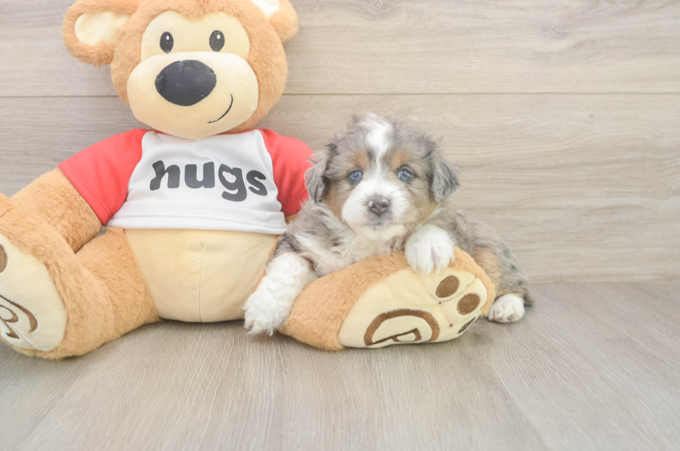 5 week old Mini Aussiedoodle Puppy For Sale - Fairfield Furbabies