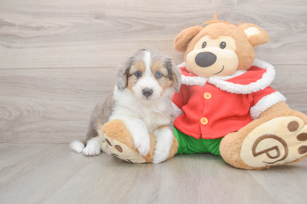 6 week old Mini Aussiedoodle Puppy For Sale - Fairfield Furbabies