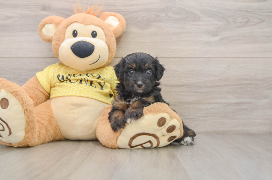 Petite Mini Aussiedoodle Poodle Mix Pup