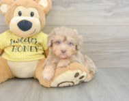 8 week old Mini Aussiedoodle Puppy For Sale - Fairfield Furbabies