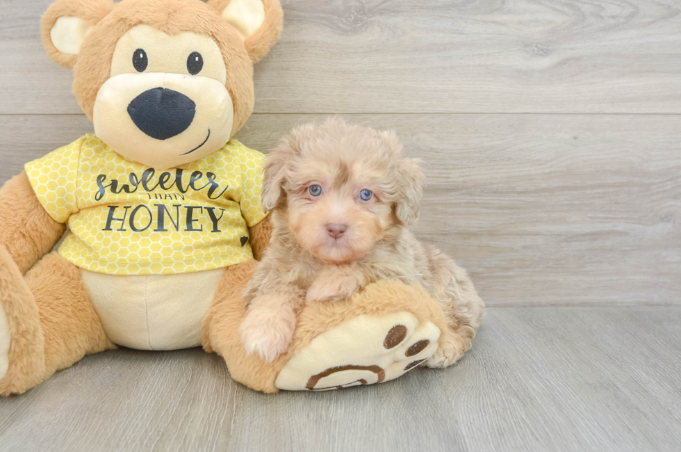 8 week old Mini Aussiedoodle Puppy For Sale - Fairfield Furbabies