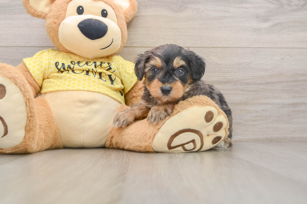 Little Mini Aussiepoo Poodle Mix Puppy