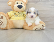 8 week old Mini Aussiedoodle Puppy For Sale - Fairfield Furbabies