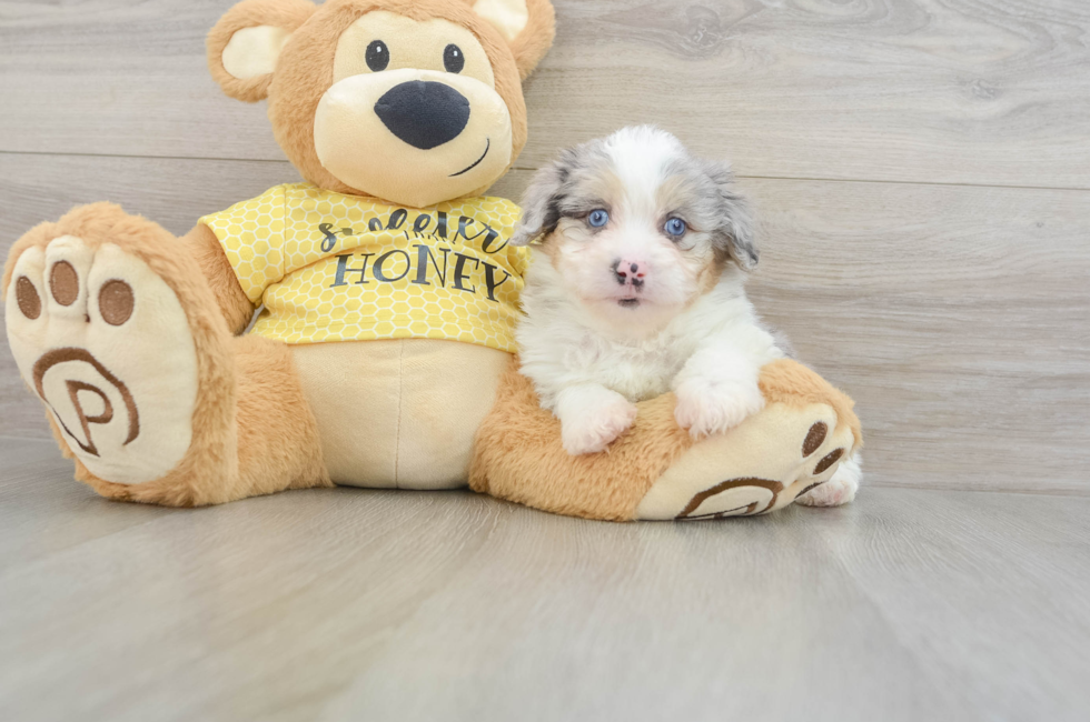 8 week old Mini Aussiedoodle Puppy For Sale - Fairfield Furbabies