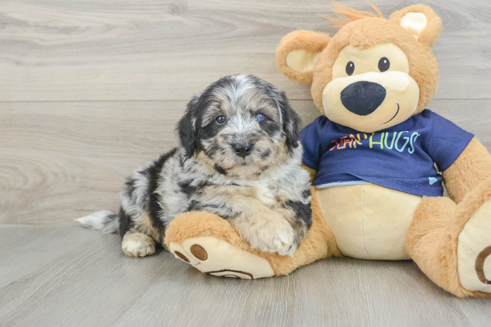 Mini Aussiedoodle Puppy for Adoption