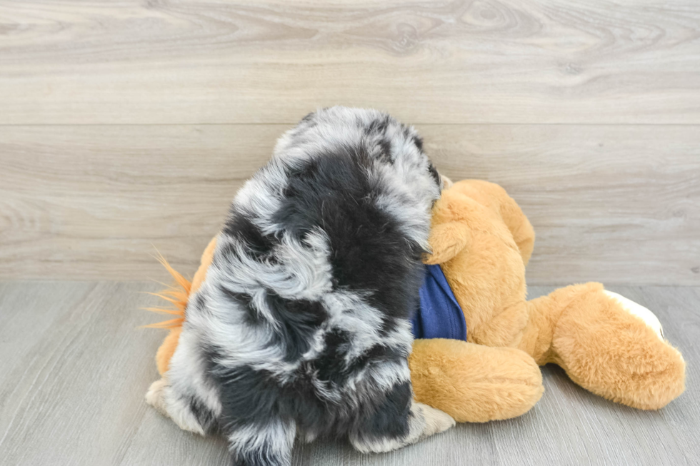 Best Mini Aussiedoodle Baby