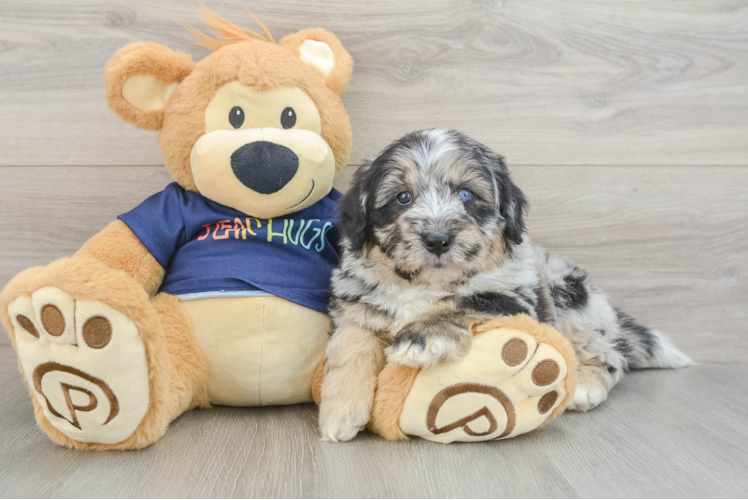 Funny Mini Aussiedoodle Poodle Mix Pup