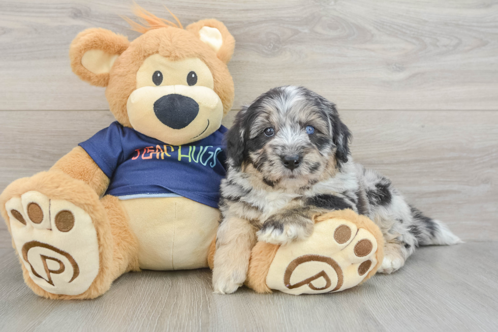 Funny Mini Aussiedoodle Poodle Mix Pup