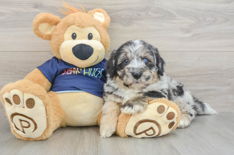 6 week old Mini Aussiedoodle Puppy For Sale - Fairfield Furbabies