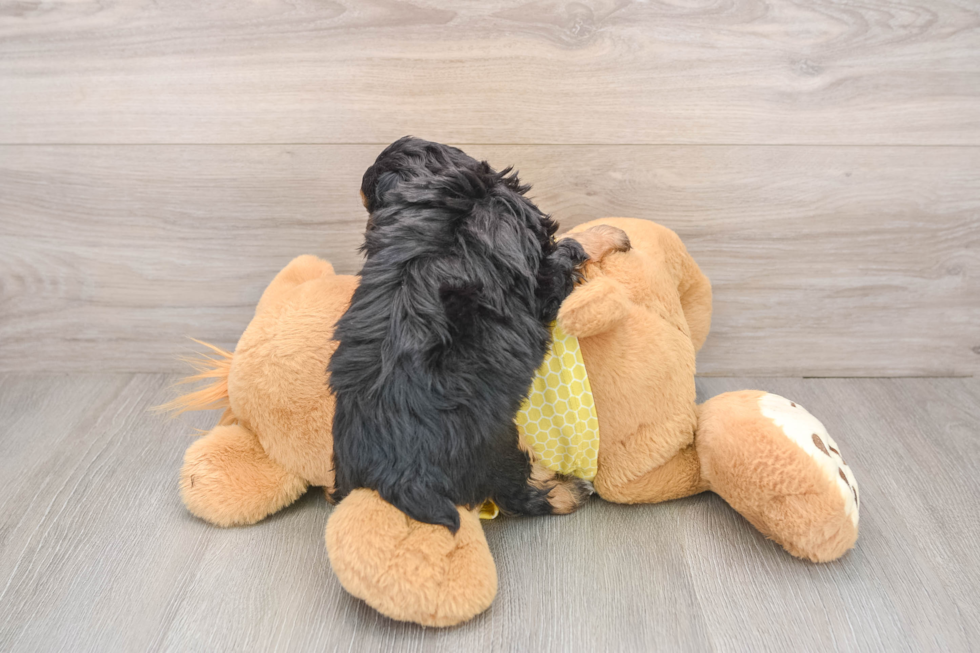 Best Mini Aussiedoodle Baby