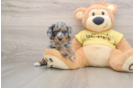 Mini Aussiedoodle Puppy for Adoption