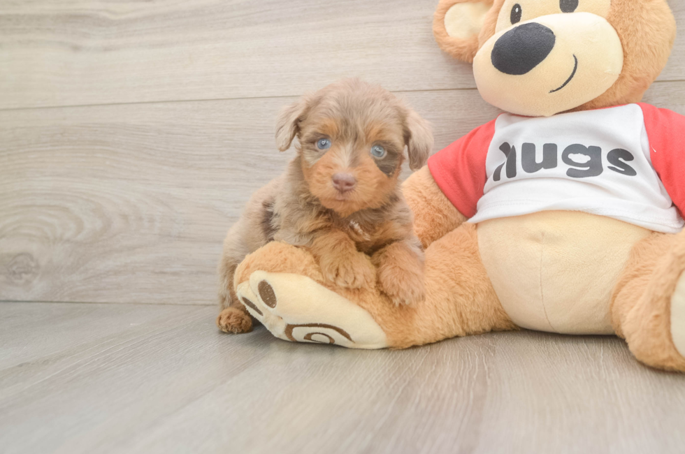 5 week old Mini Aussiedoodle Puppy For Sale - Fairfield Furbabies