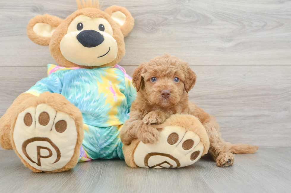 5 week old Mini Aussiedoodle Puppy For Sale - Fairfield Furbabies