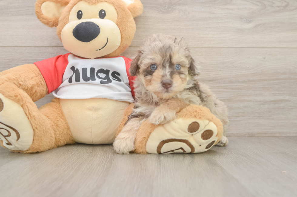 5 week old Mini Aussiedoodle Puppy For Sale - Fairfield Furbabies