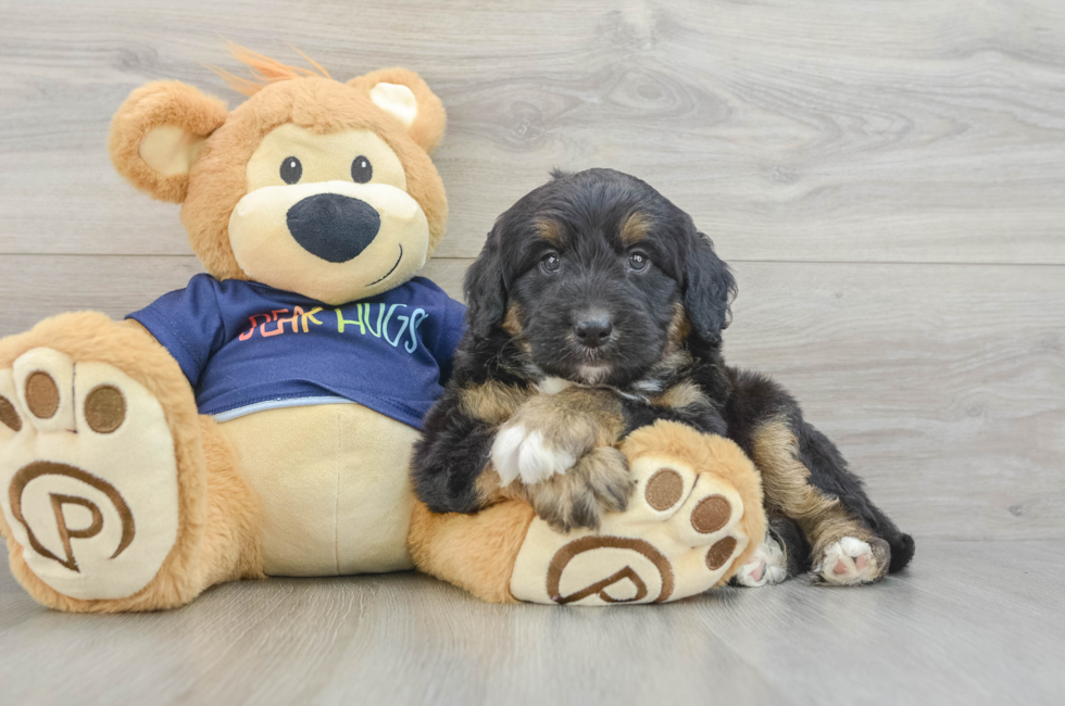 6 week old Mini Aussiedoodle Puppy For Sale - Fairfield Furbabies
