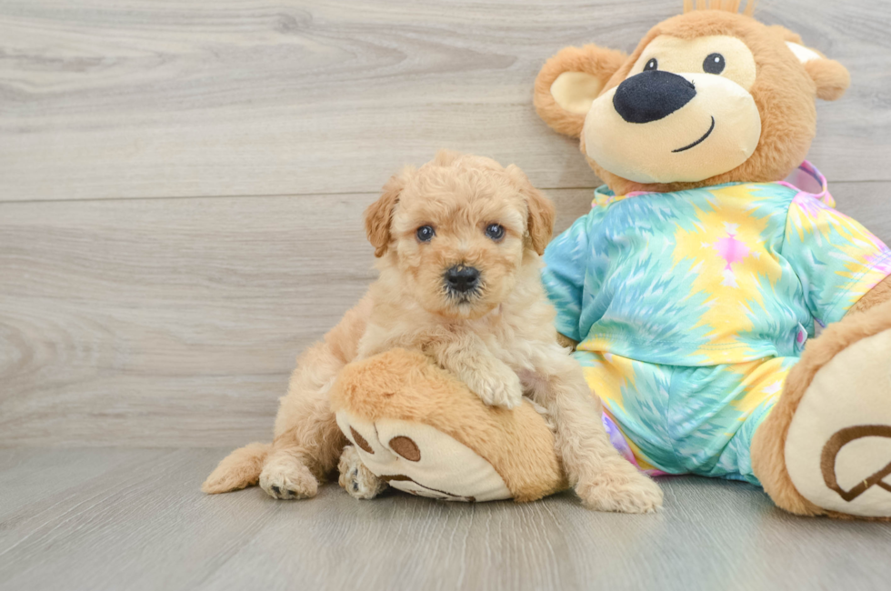 5 week old Mini Aussiedoodle Puppy For Sale - Fairfield Furbabies