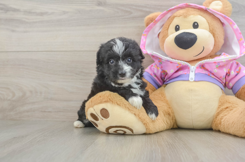 5 week old Mini Aussiedoodle Puppy For Sale - Fairfield Furbabies