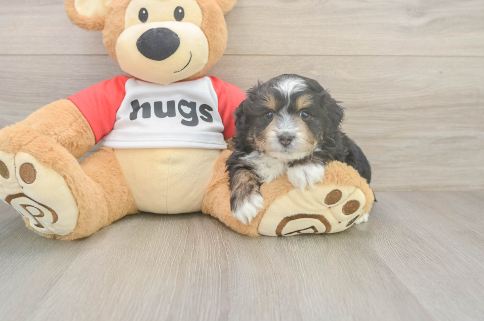5 week old Mini Aussiedoodle Puppy For Sale - Fairfield Furbabies