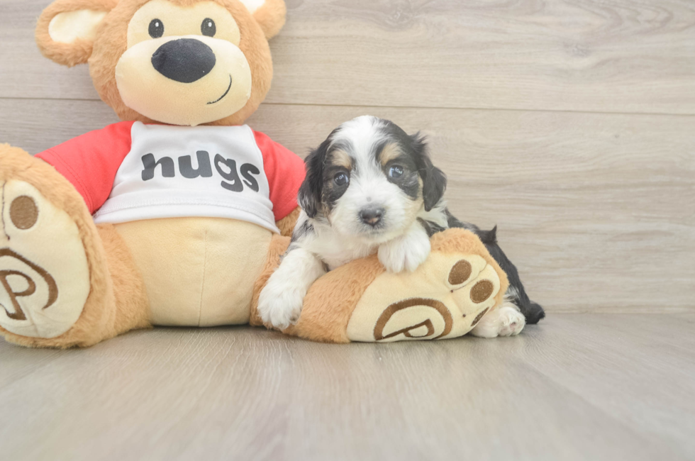 5 week old Mini Aussiedoodle Puppy For Sale - Fairfield Furbabies