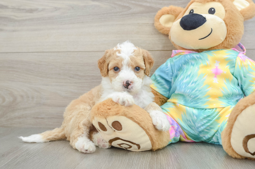 5 week old Mini Aussiedoodle Puppy For Sale - Fairfield Furbabies