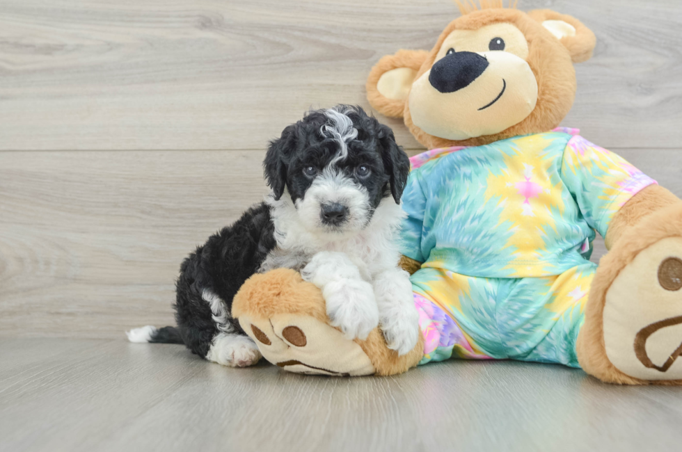 5 week old Mini Aussiedoodle Puppy For Sale - Fairfield Furbabies