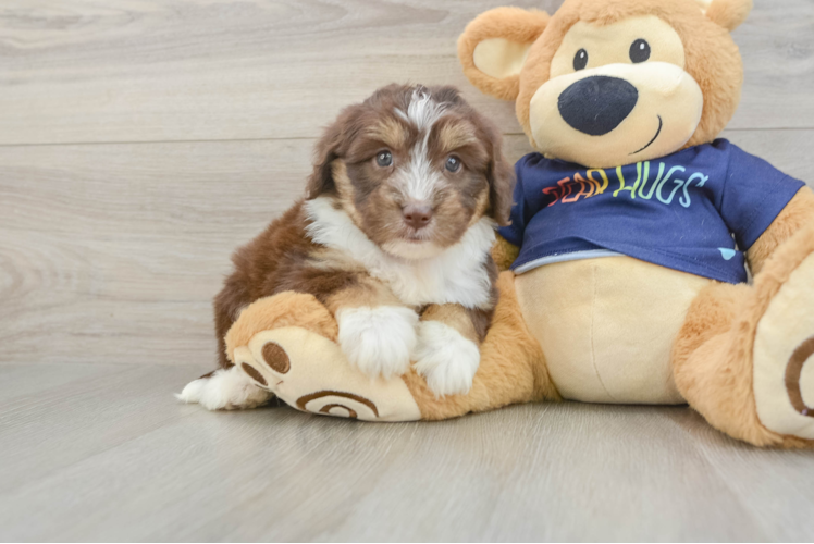 Friendly Mini Aussiedoodle Baby
