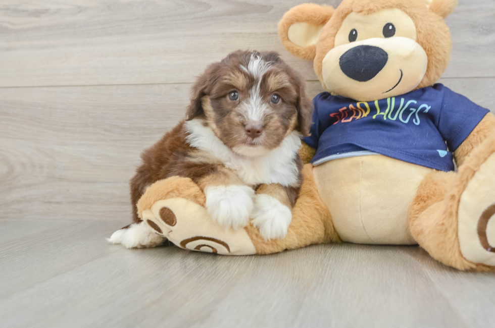 6 week old Mini Aussiedoodle Puppy For Sale - Fairfield Furbabies