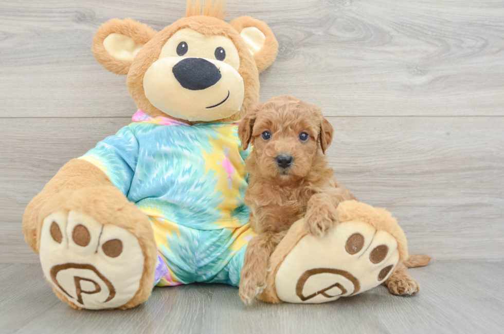 5 week old Mini Aussiedoodle Puppy For Sale - Fairfield Furbabies