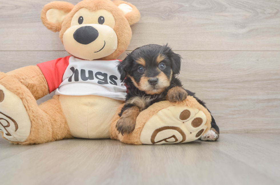 5 week old Mini Aussiedoodle Puppy For Sale - Fairfield Furbabies