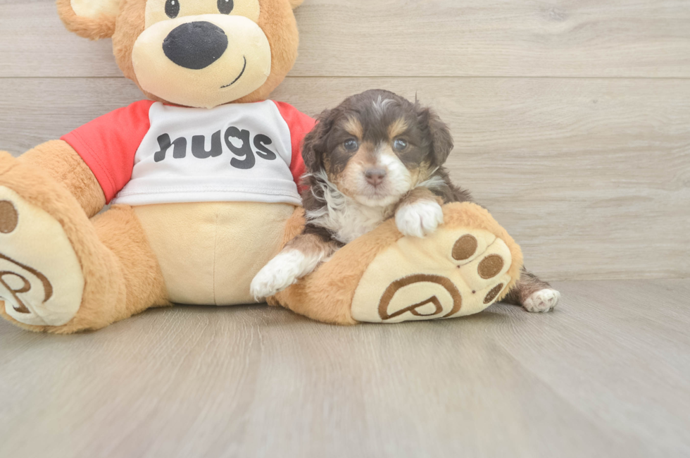 5 week old Mini Aussiedoodle Puppy For Sale - Fairfield Furbabies