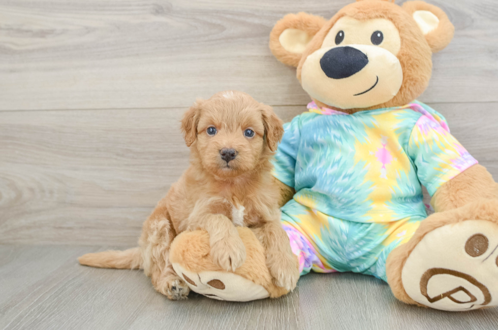 5 week old Mini Aussiedoodle Puppy For Sale - Fairfield Furbabies