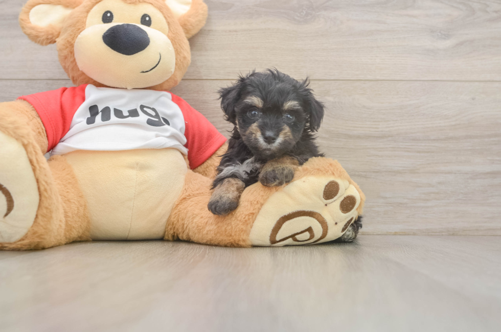 5 week old Mini Aussiedoodle Puppy For Sale - Fairfield Furbabies