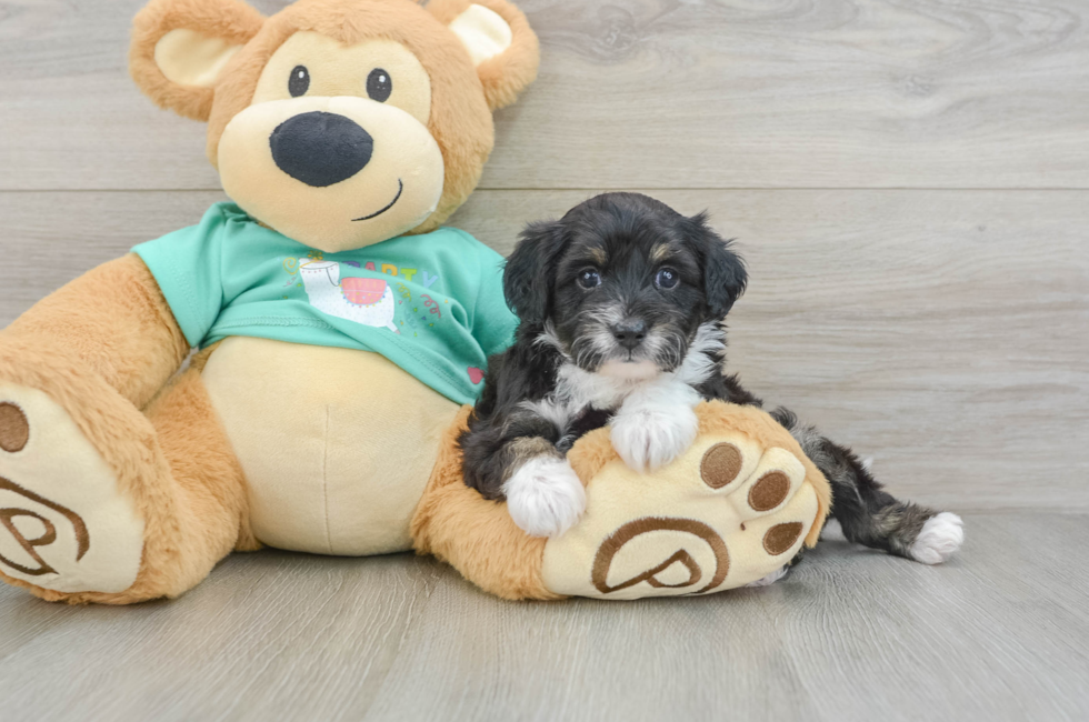 6 week old Mini Aussiedoodle Puppy For Sale - Fairfield Furbabies