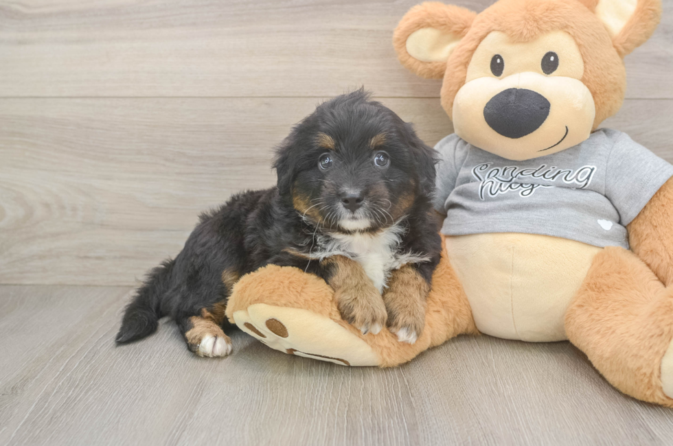 8 week old Mini Aussiedoodle Puppy For Sale - Fairfield Furbabies