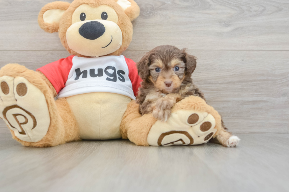 5 week old Mini Aussiedoodle Puppy For Sale - Fairfield Furbabies