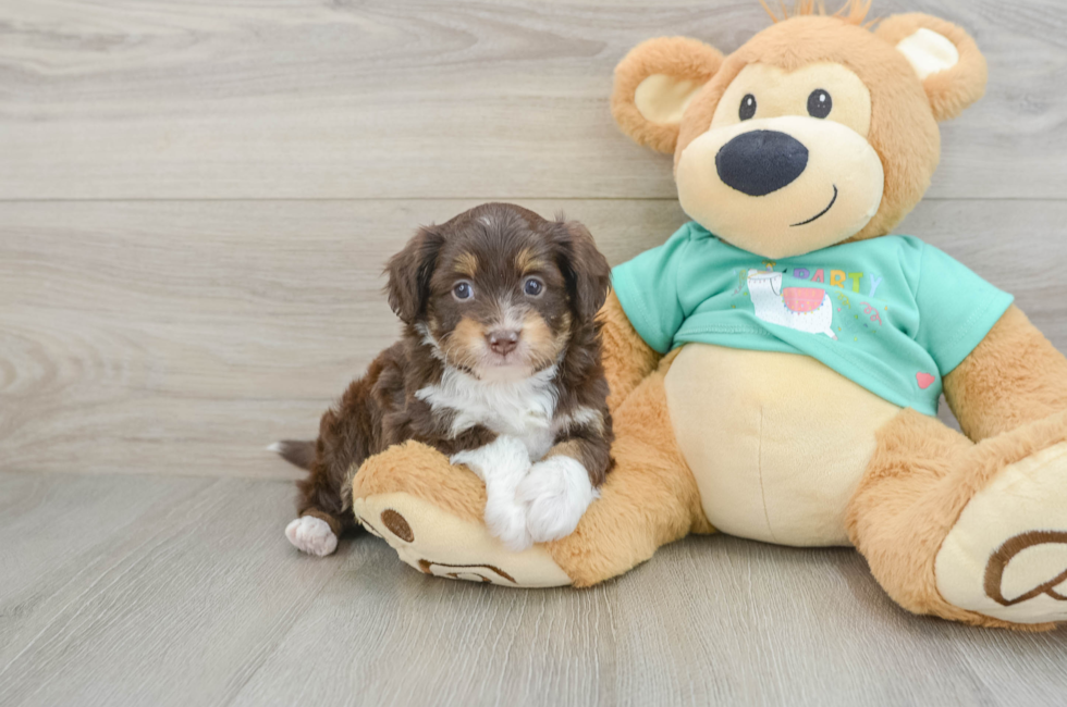 6 week old Mini Aussiedoodle Puppy For Sale - Fairfield Furbabies