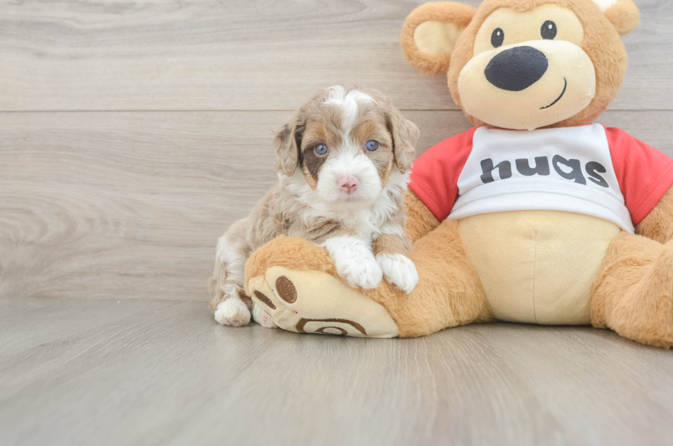 5 week old Mini Aussiedoodle Puppy For Sale - Fairfield Furbabies