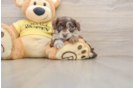 Mini Aussiedoodle Pup Being Cute