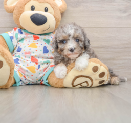 8 week old Mini Aussiedoodle Puppy For Sale - Fairfield Furbabies