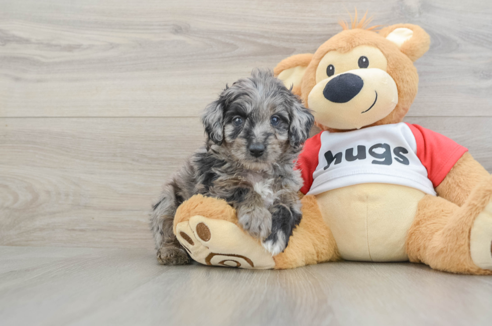 5 week old Mini Aussiedoodle Puppy For Sale - Fairfield Furbabies