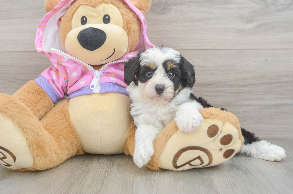 6 week old Mini Aussiedoodle Puppy For Sale - Fairfield Furbabies