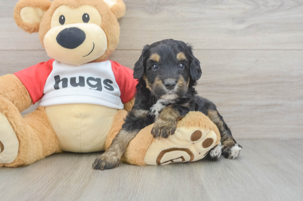5 week old Mini Aussiedoodle Puppy For Sale - Fairfield Furbabies