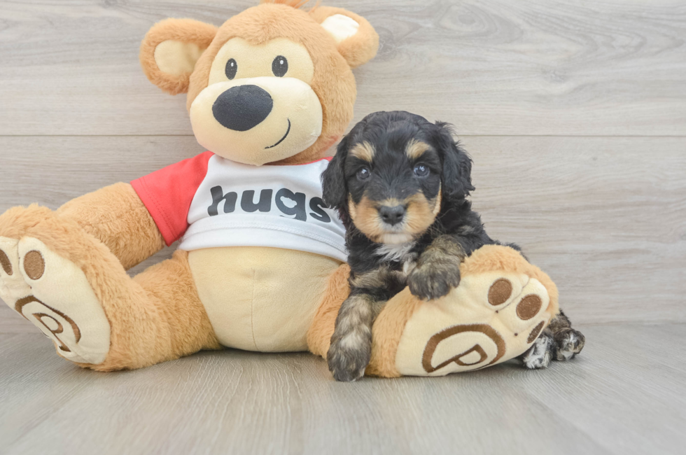 5 week old Mini Aussiedoodle Puppy For Sale - Fairfield Furbabies