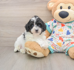 8 week old Mini Aussiedoodle Puppy For Sale - Fairfield Furbabies