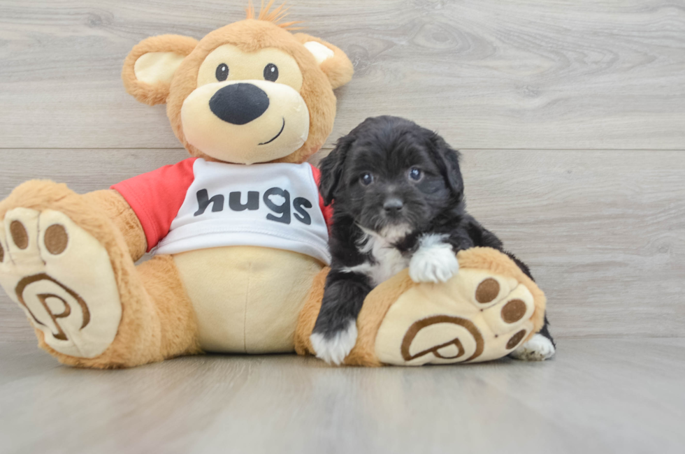 5 week old Mini Aussiedoodle Puppy For Sale - Fairfield Furbabies