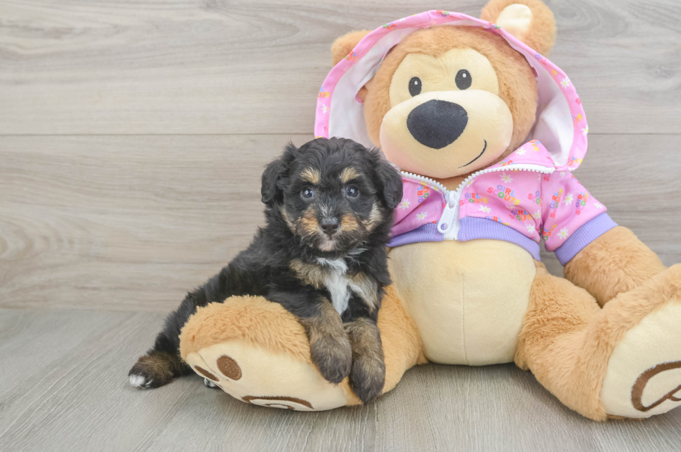 6 week old Mini Aussiedoodle Puppy For Sale - Fairfield Furbabies