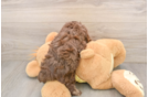 Playful Aussiepoo Poodle Mix Puppy